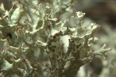 Cladonia uncialis