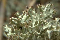 Cladonia uncialis