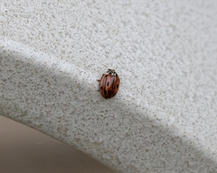 Mulsantina hudsonica