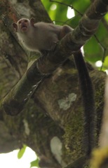 Mico emiliae