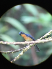 Cyornis whitei