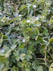 Veronica persica