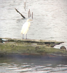 Ardea alba