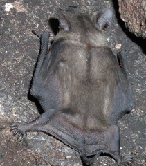Molossops mattogrossensis