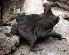 Molossops mattogrossensis