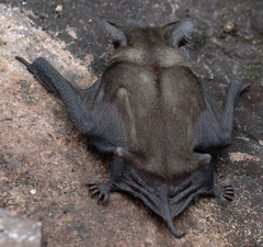 Molossops mattogrossensis