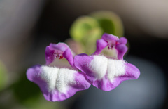 Scutellaria nummulariifolia