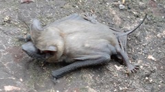 Molossops mattogrossensis