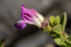 Scutellaria nummulariifolia