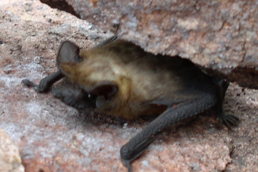 Mato Grosso Dog-Faced Bat