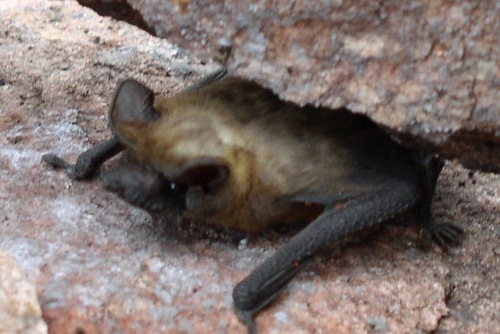 Mato Grosso dog-faced bat (Neoplatymops mattogrossensis) — Data Deficient Mammalia