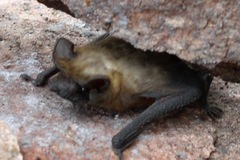 Molossops mattogrossensis