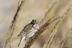 Passerculus sandwichensis princeps