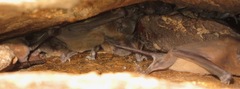 Nyctinomops laticaudatus