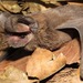 Big Free-tailed Bat - Photo (c) Rich Hoyer, some rights reserved (CC BY-NC-SA), uploaded by Rich Hoyer