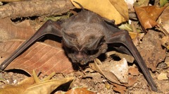 Nyctinomops macrotis