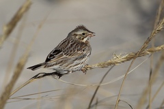 Passerculus sandwichensis princeps