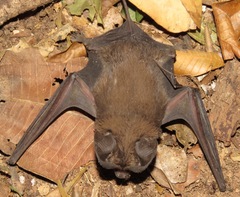 Nyctinomops macrotis