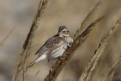 Passerculus sandwichensis princeps