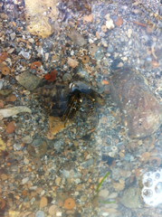 Clibanarius taeniatus