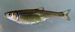 Luxilus coccogenis