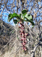 Anisomeria littoralis