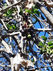 Anisomeria littoralis