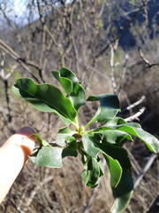 Anisomeria littoralis