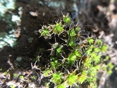Syntrichia princeps