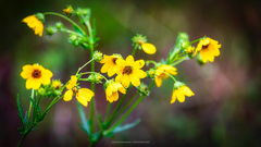 Engelmannia peristenia