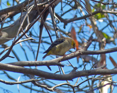 Pardalotus quadragintus