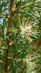 Hakea tuberculata