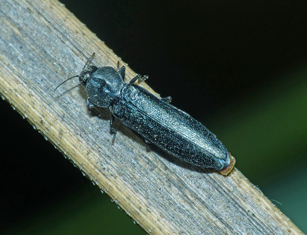 Synechocera deplana