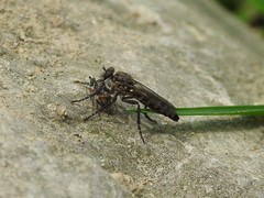 Lasiopogon