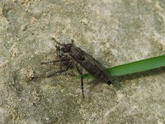 Lasiopogon