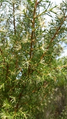 Hakea tuberculata