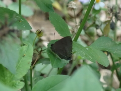 Rapala varuna formosana