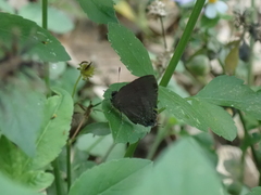 Rapala varuna formosana