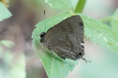 Rapala varuna formosana