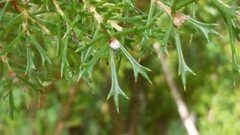 Hakea tuberculata