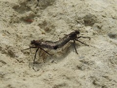 Lasiopogon