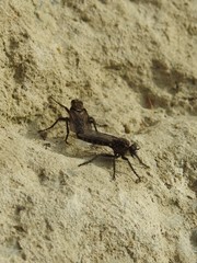 Lasiopogon