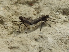 Lasiopogon
