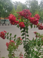 Lagerstroemia indica