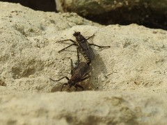 Lasiopogon