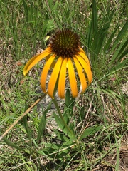 Echinacea paradoxa