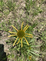 Echinacea paradoxa