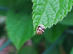 Cycloneda vogli
