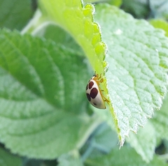 Cycloneda vogli