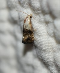 Eugnosta erigeronana